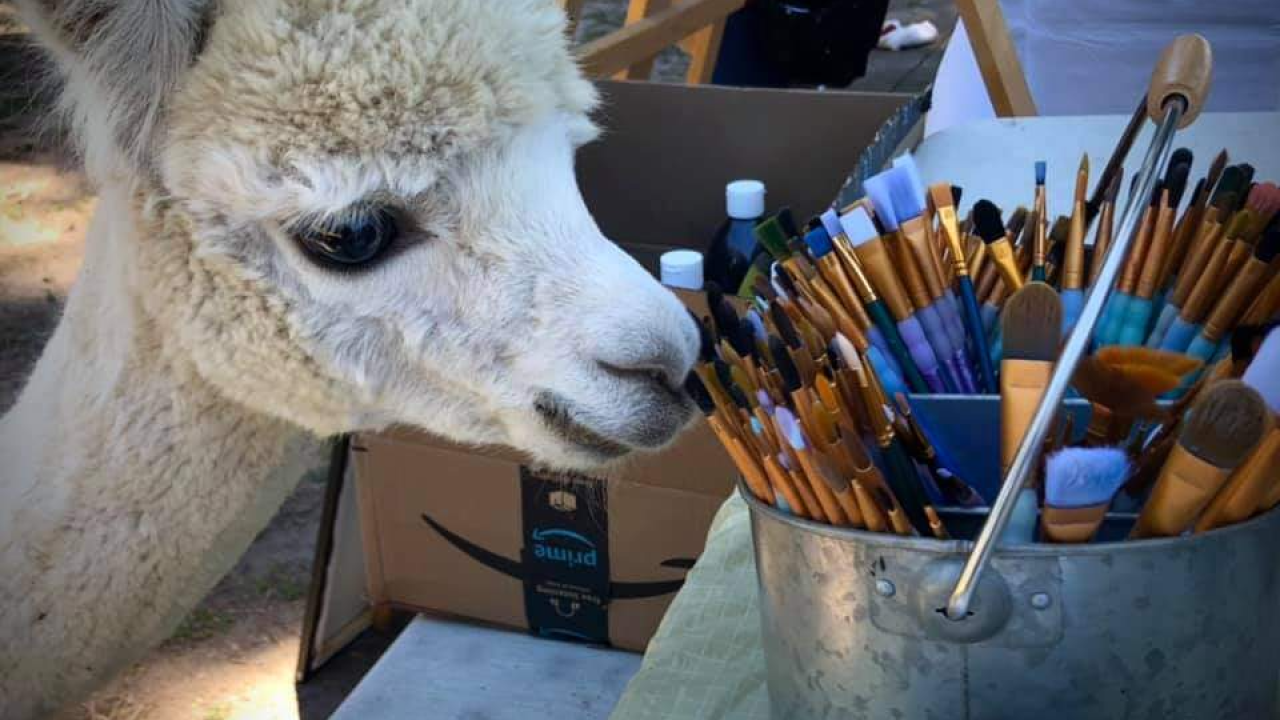 Curious alpaca with paint bushes in container