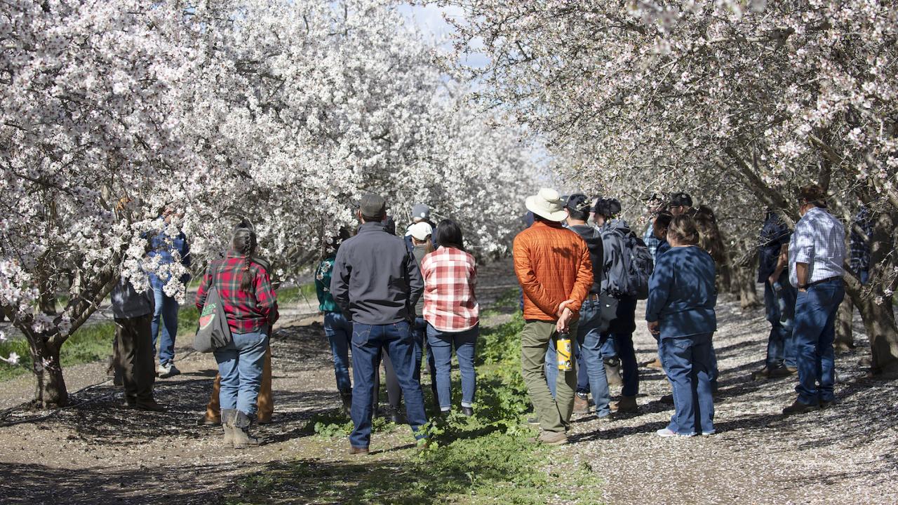 A group of people standing in an almond orchard