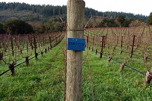 post in a vineyard