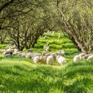 Sheep grazing in an orchard
