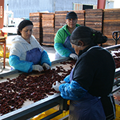 farm workers