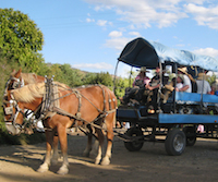 Horse and buggy