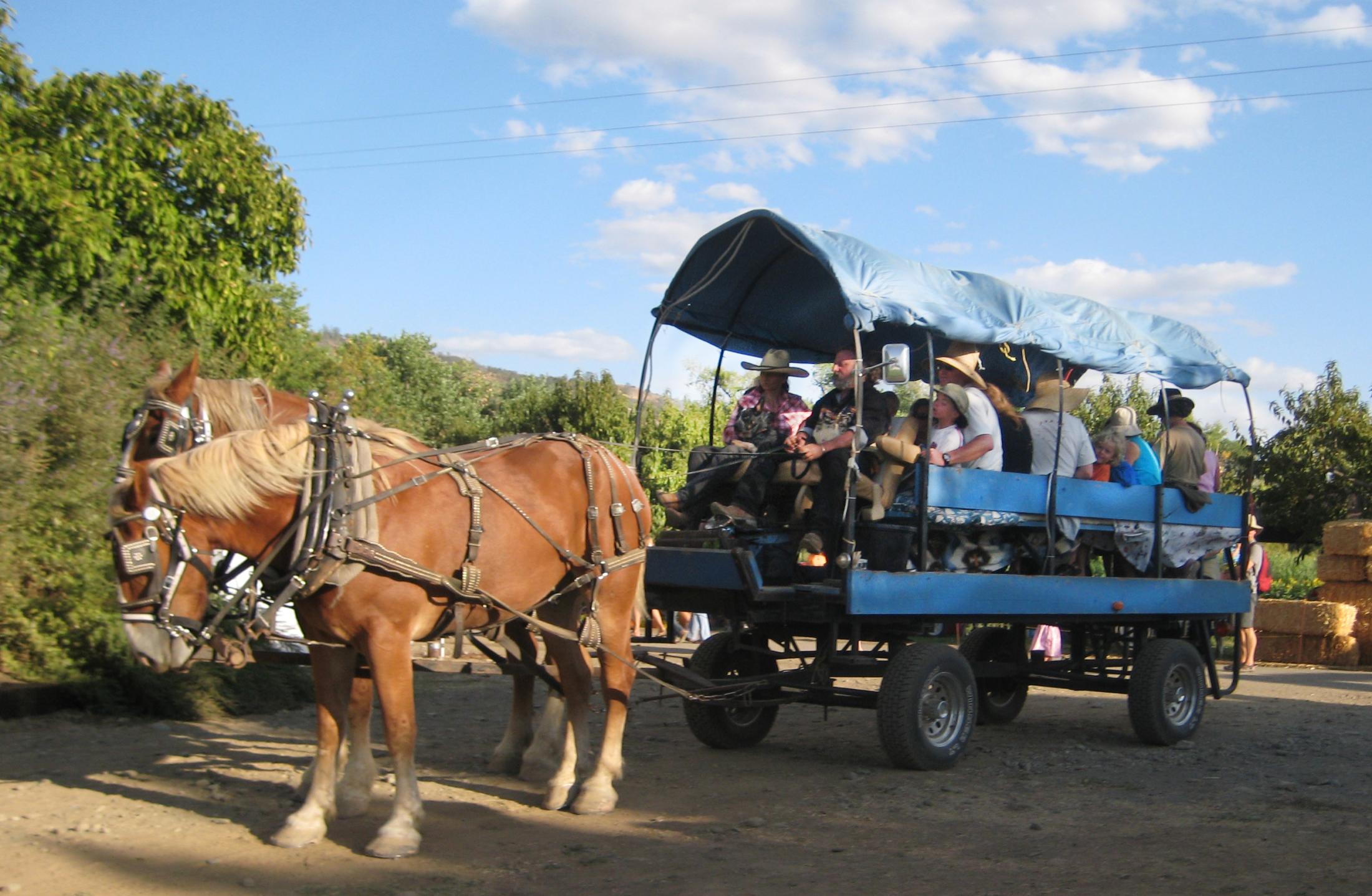 Horse-drawn wagon at Full Belly Farm Hoes Down Harvest Fest