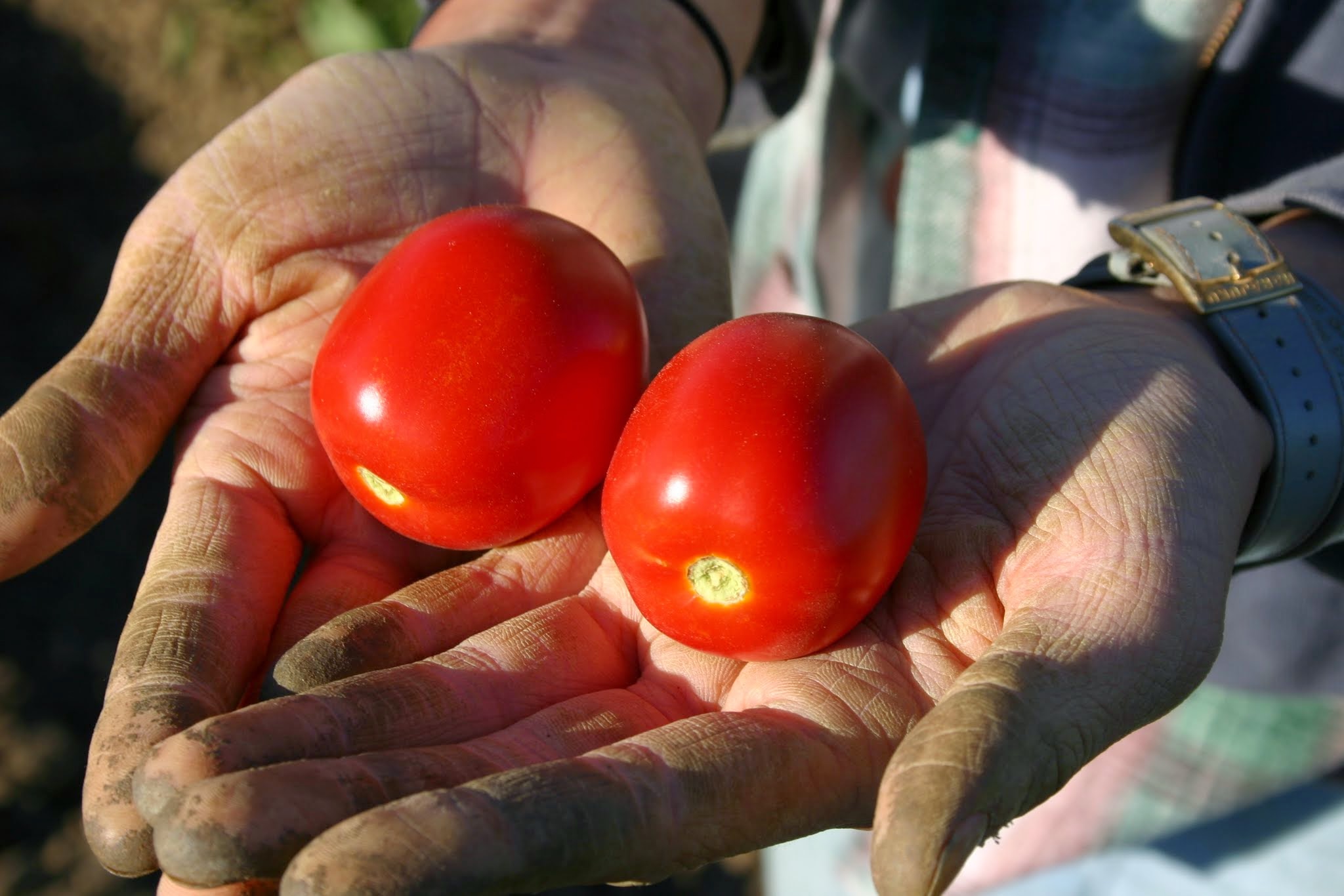 tomatoes