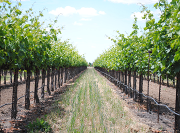 stock field photo