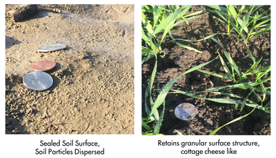 cover crop comparison