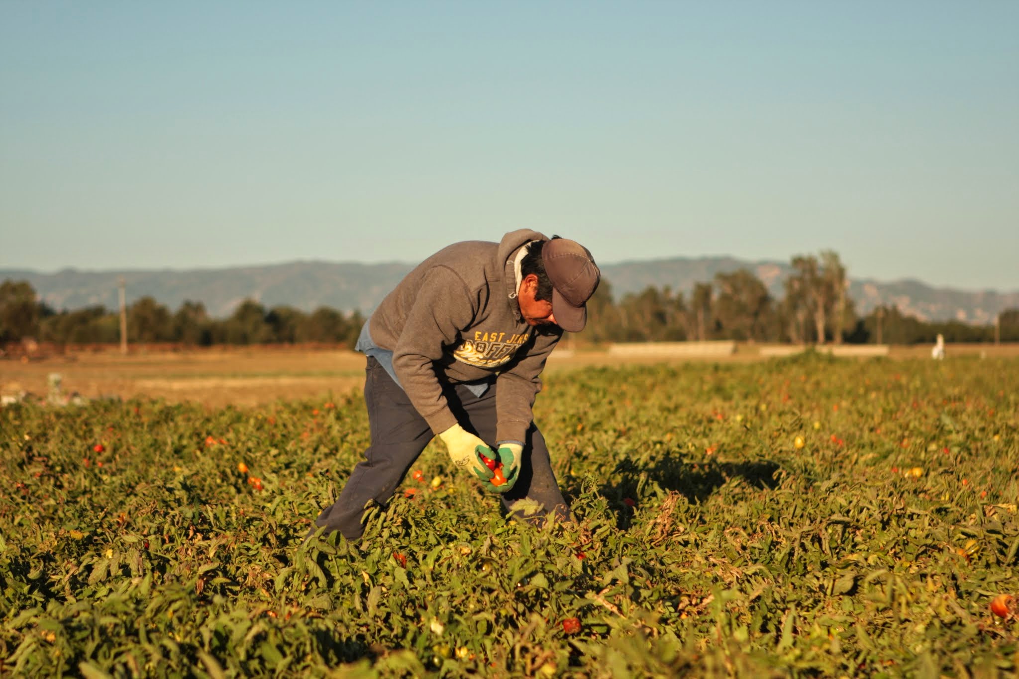 farmworker harvesting tomatoes