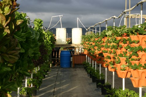 Greenhouse rows