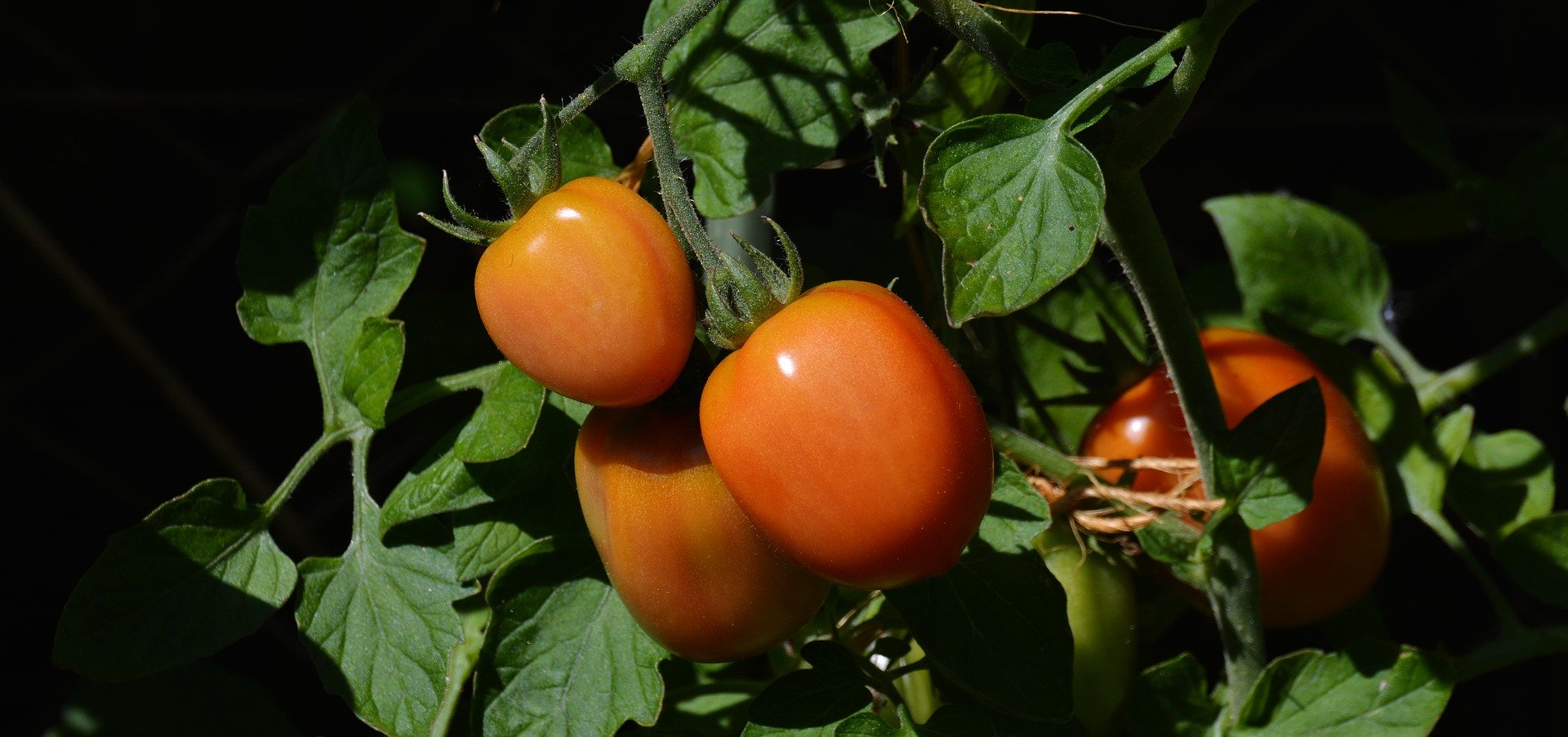 tomatoes