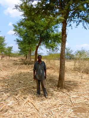 Zambian Tree