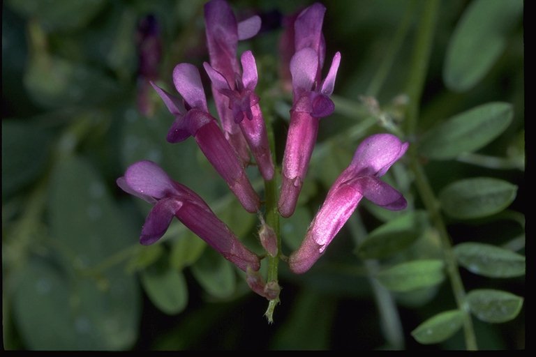 flowering vetch plant