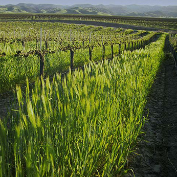 Barley growing in a vineyard