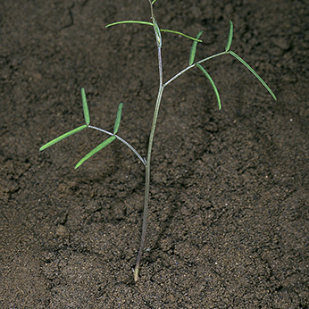 Newly sprouted vetch growing in soil