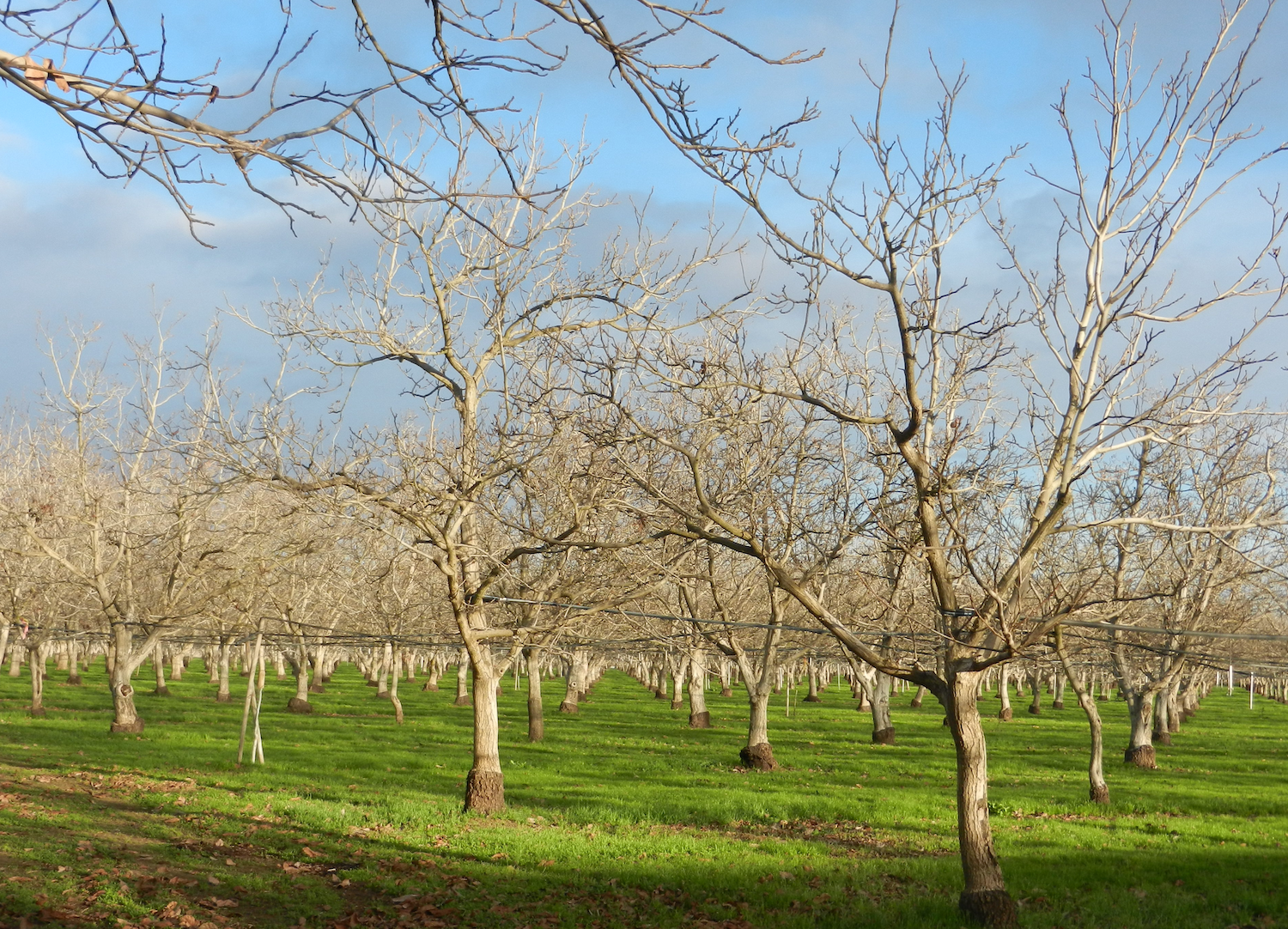 Dixon Ridge Walnut Orchard