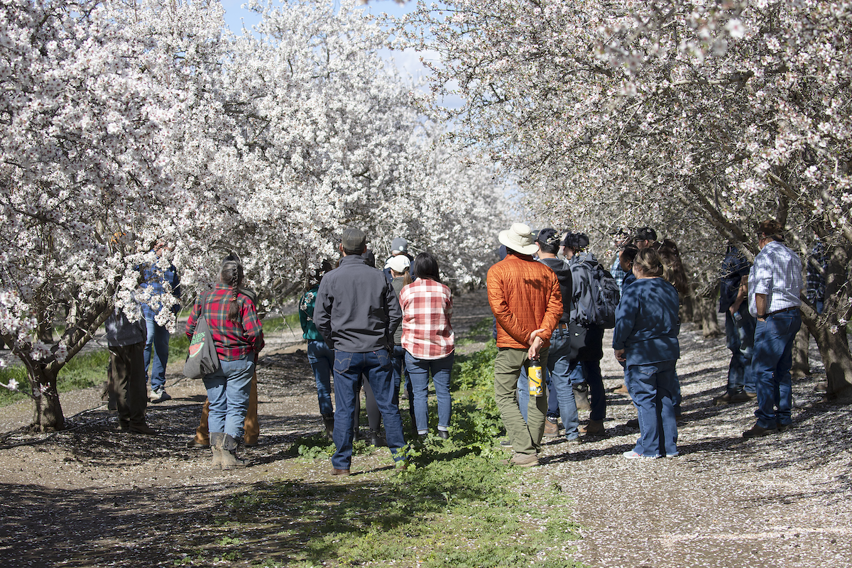 More than a dozen people stand in an almond orchard planted with a cover crop between rows of trees