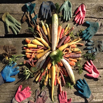 carrots and gloves arrayed in a radiating circle
