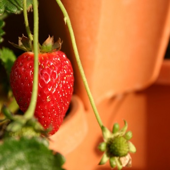 close-up of a strawberry growing on a plant