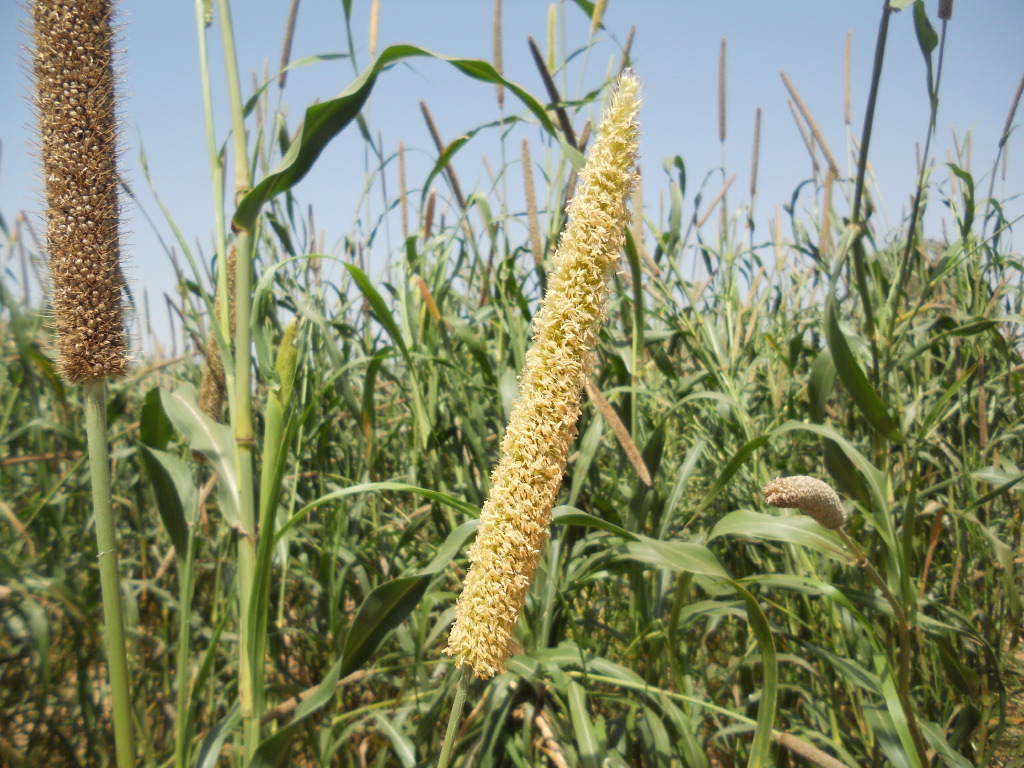 "Pearl Millet, India" by Bioversity International is licensed with CC BY-NC-ND 2.0. To view a copy of this license, visit https://creativecommons.org/licenses/by-nc-nd/2.0/