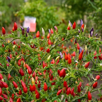 colorful pepper plants