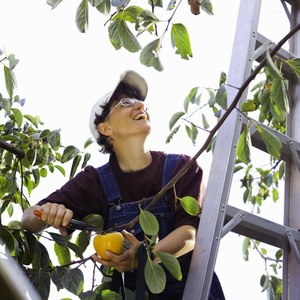 Smiling farmer harvesting fruit in an orchard