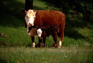 cow standing in a field