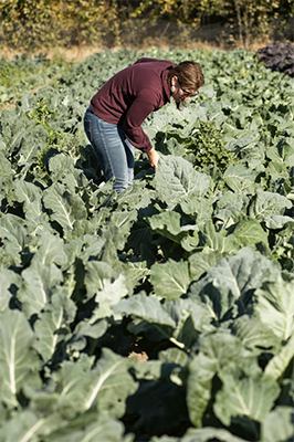 Farmer monitoring pest levels in a field