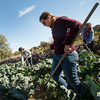 farmers working on an organic farm