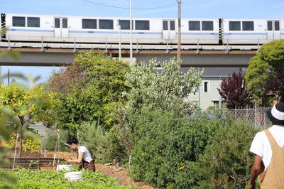 farm under BART tracks