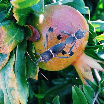 insect on a pomegranate fruit