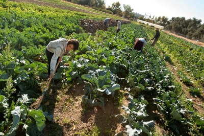 farmers working on an organic farm