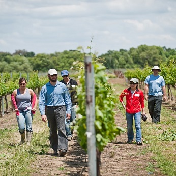 group of people walking through a vineyard
