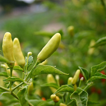 close-up of pepper plant