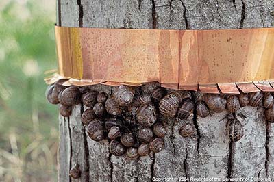 snails and slugs collecting under a band of copper around a tree trunk