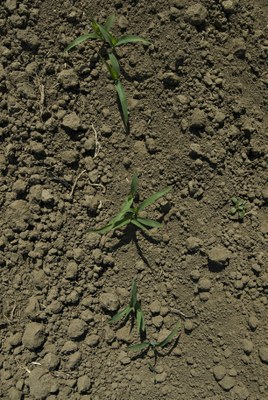 Close up of soil on the ground