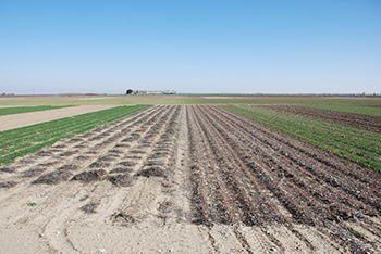 Experimental field in which conservation tillage with and without cover crops are being compared to standard tillage systems. Photo: UC ANR