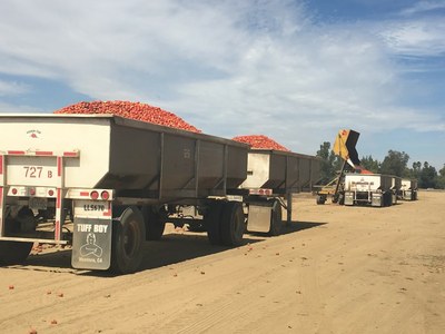 trucks carrying recently harvested tomatoes