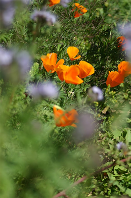 wildflowers