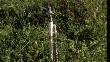 sprinkler surrounded by cover crop