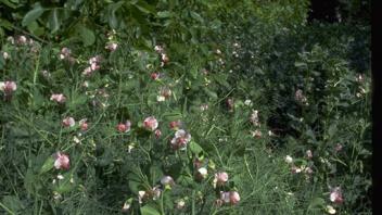 field of field peas