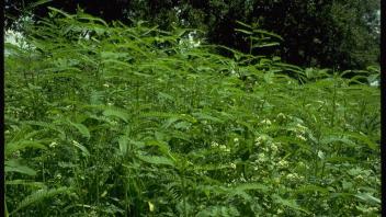 field of sesbania