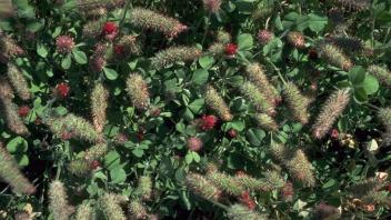 close-up of clover plants