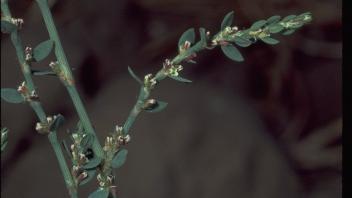 close-up of small flowering plant