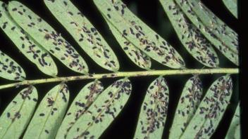 whitefly infestation on sesbania leaves