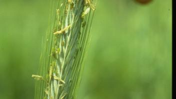 close-up of cereal rye plant