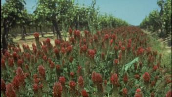 crimson clover in a vineyard