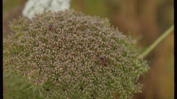 small nectar-producing plant