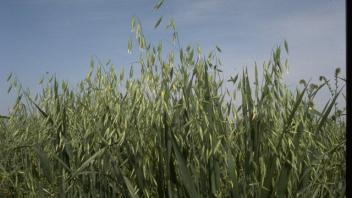 oat plants in field