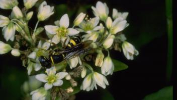 wasp on blossom