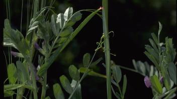 common vetch tendrils embrace an oat stem
