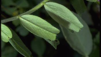 common vetch leaflets
